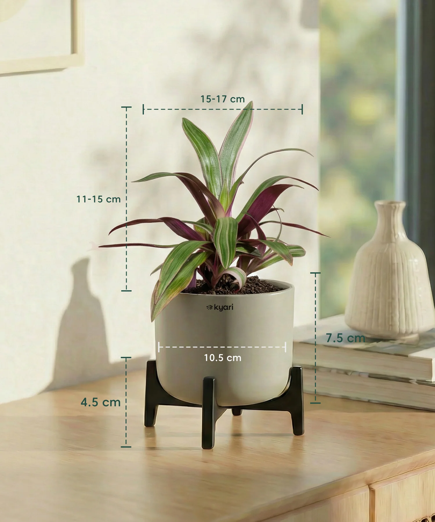 Rhoeo Plant with Aira Pot - Image 18