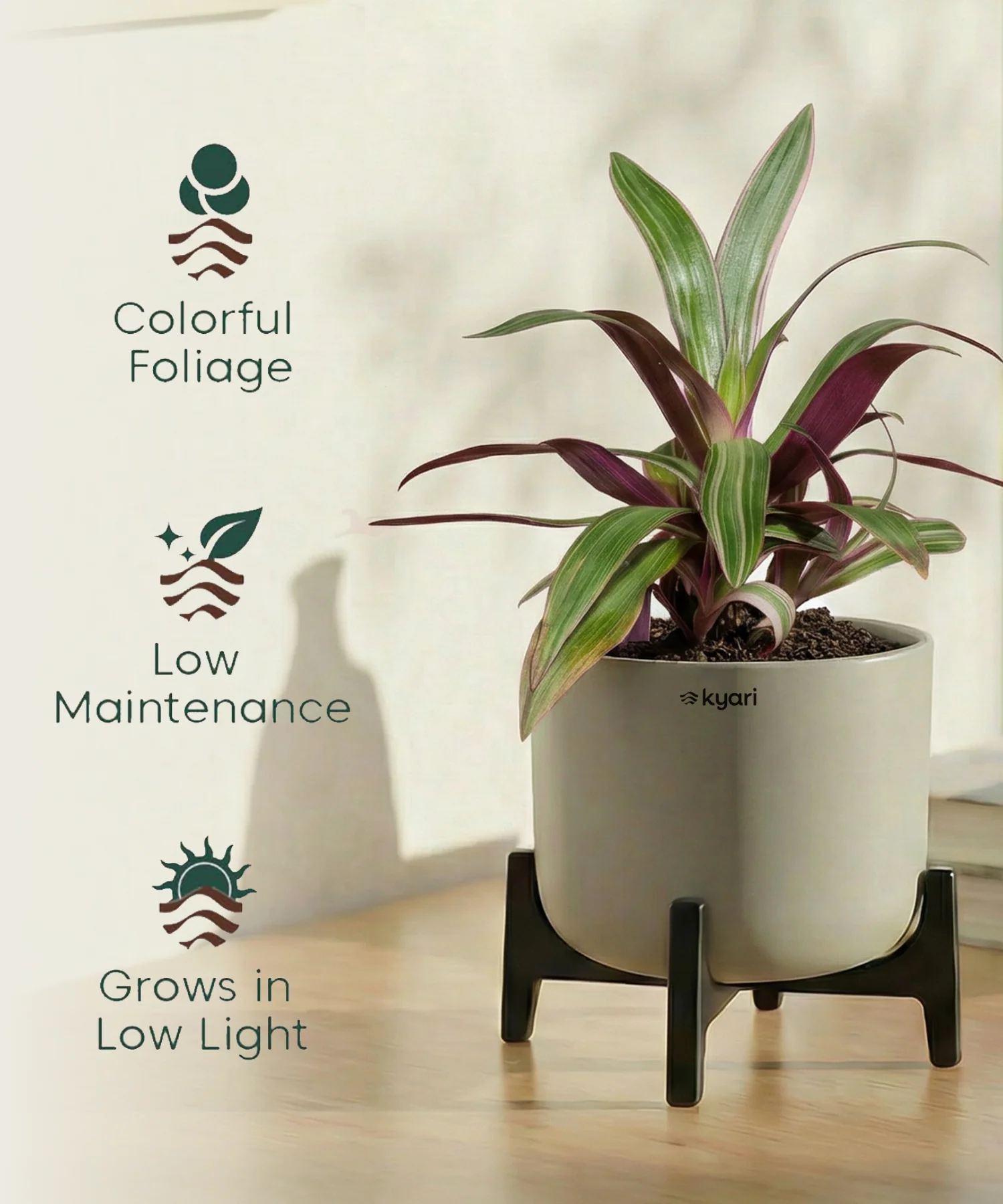 Rhoeo Plant with Aira Pot - Image 19