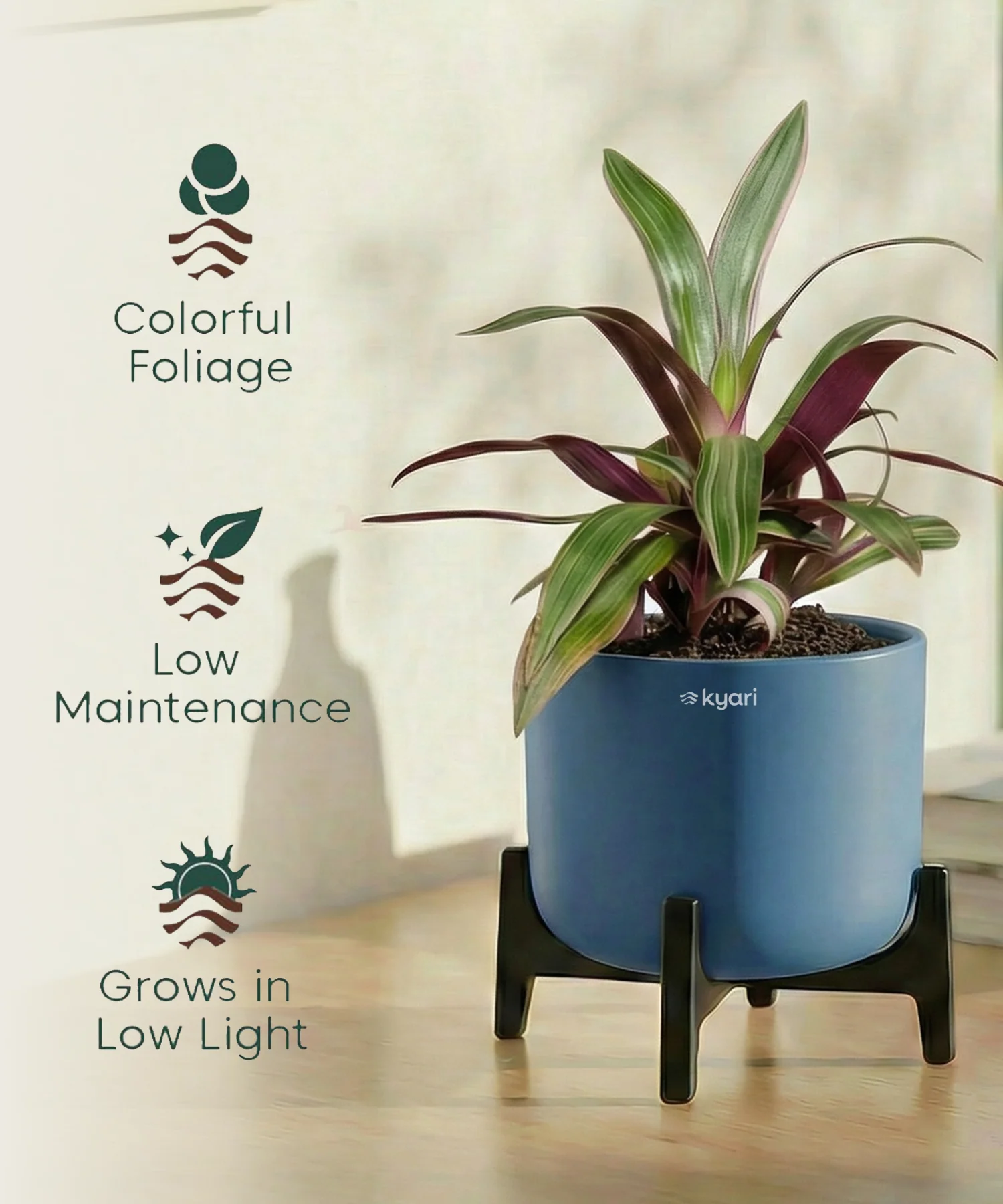 Rhoeo Plant with Aira Pot - Image 3