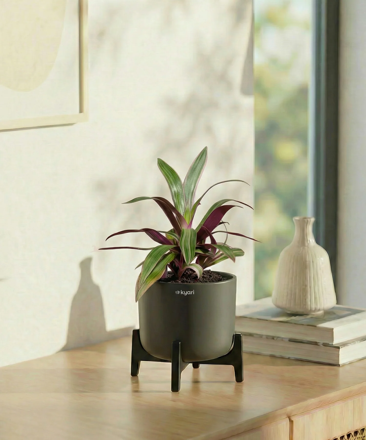 Rhoeo Plant with Aira Pot - Image 6