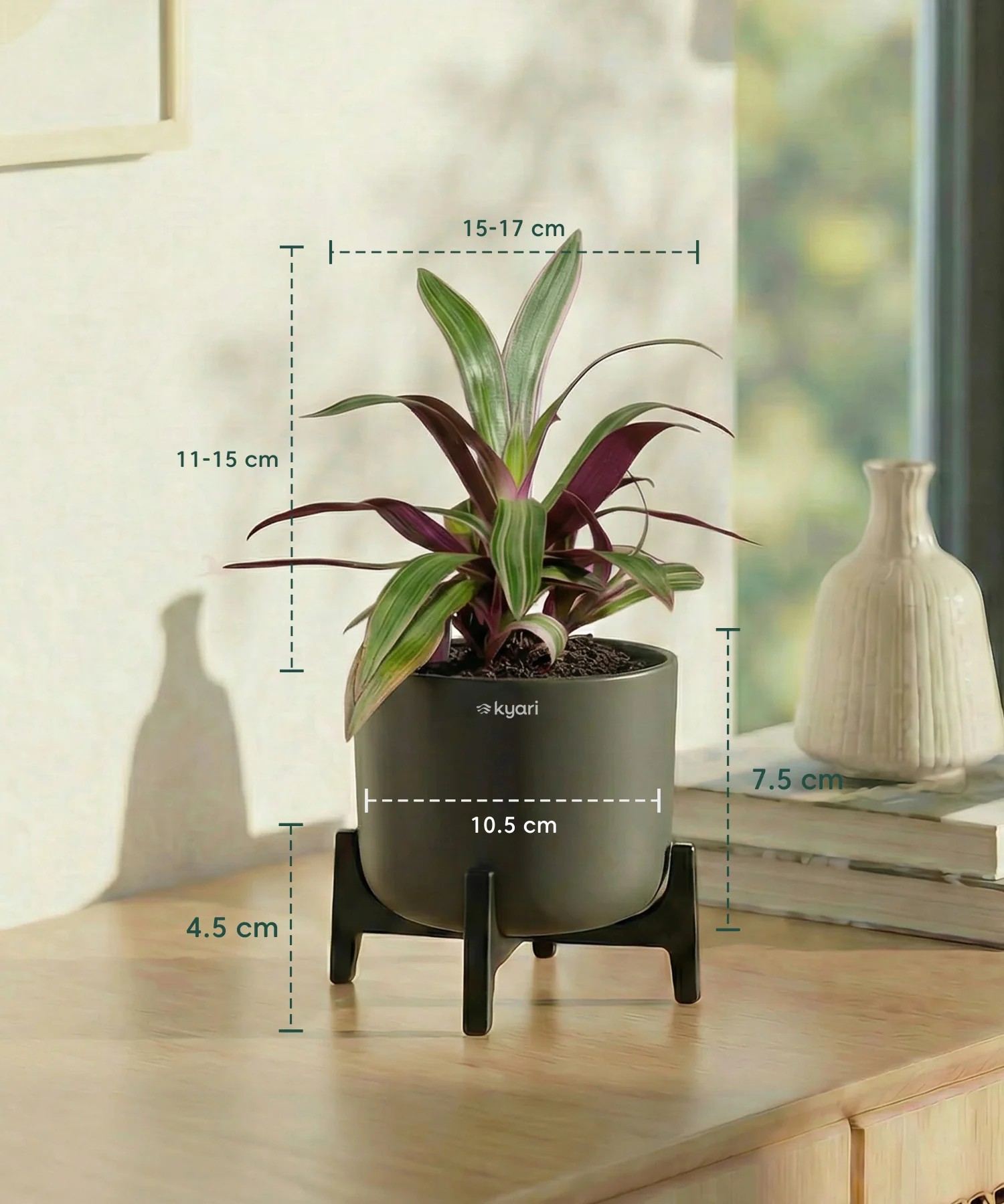 Rhoeo Plant with Aira Pot - Image 7