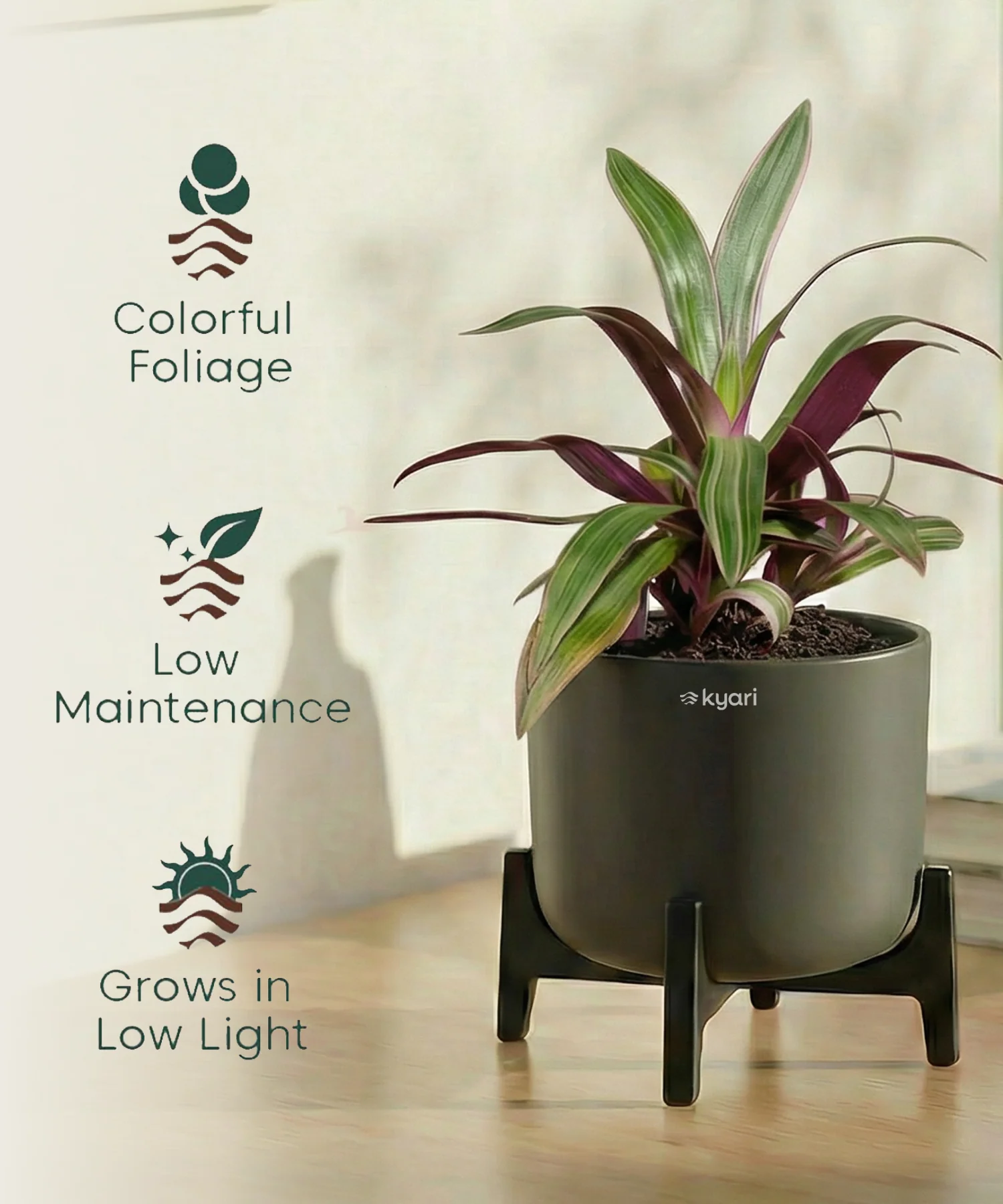 Rhoeo Plant with Aira Pot - Image 8