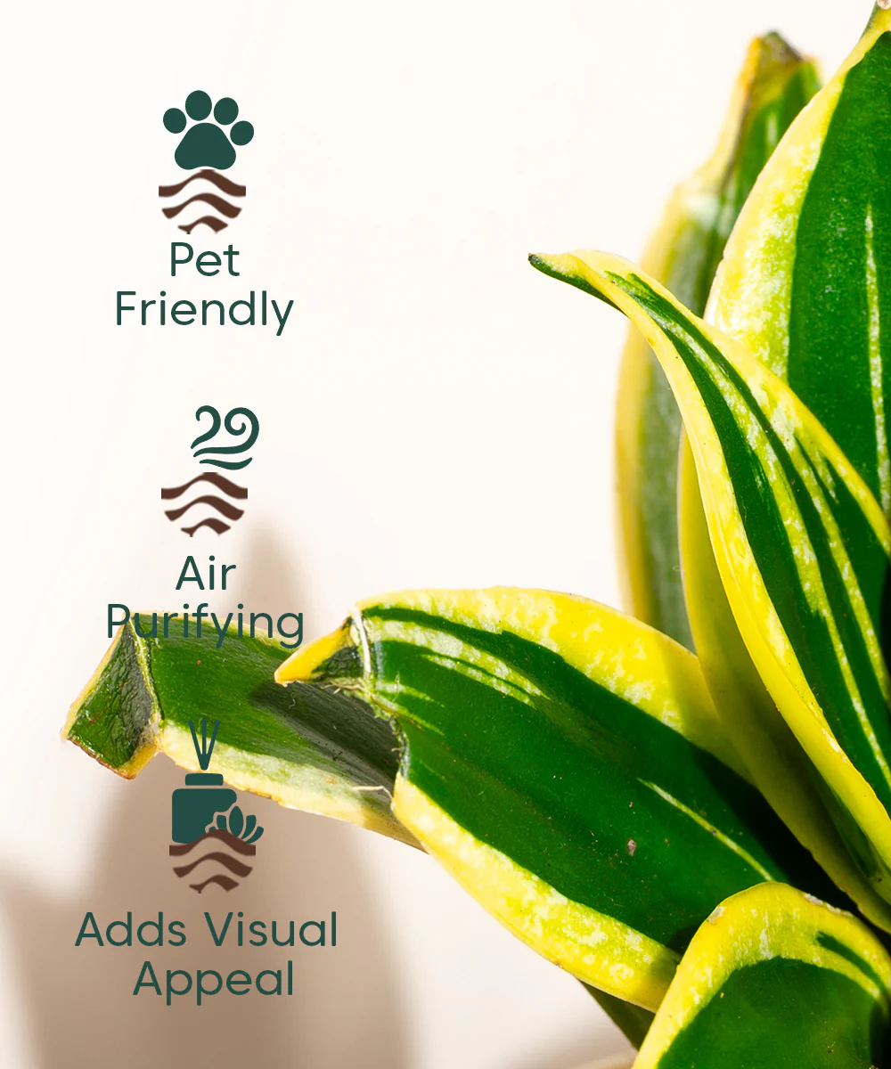 Golden Hahnii Snake Plant With Self Watering Pot - Image 78