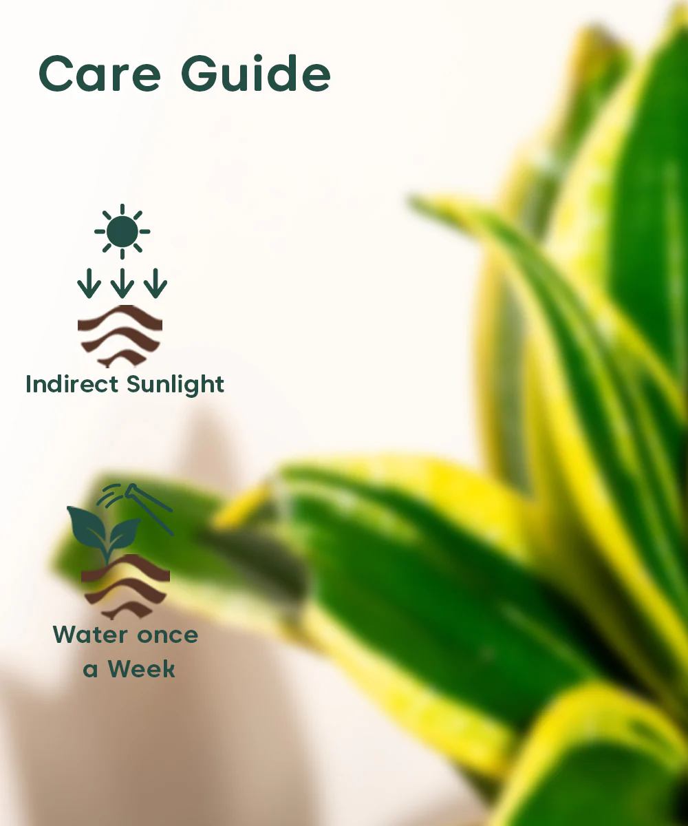 Golden Hahnii Snake Plant With Self Watering Pot - Image 79