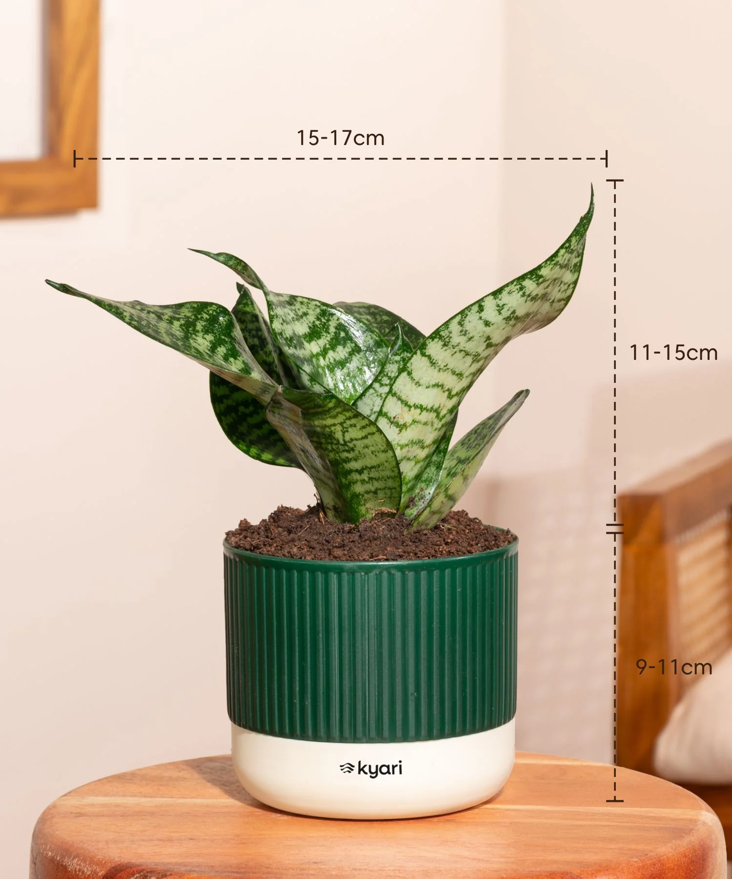 Green Snake Plant With Self Watering Pot - Image 104