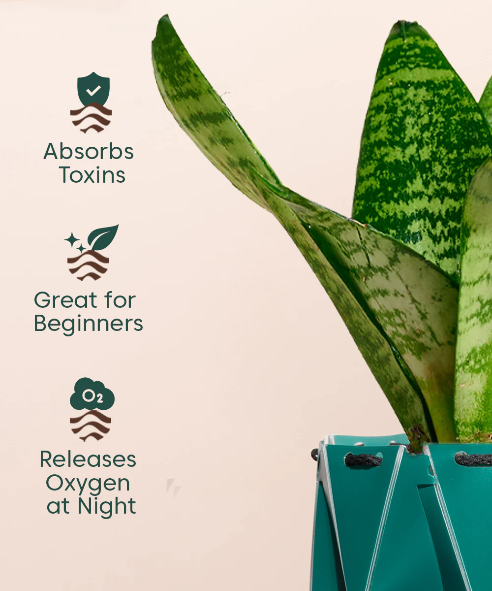 Green Snake Plant With Self Watering Pot - Image 121