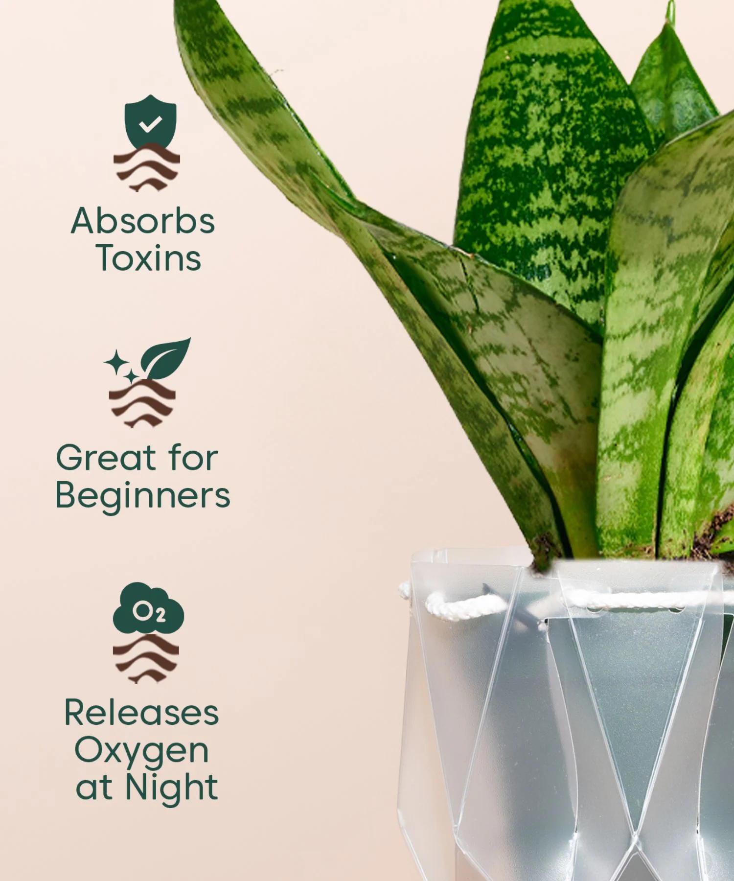 Green Snake Plant With Self Watering Pot - Image 141