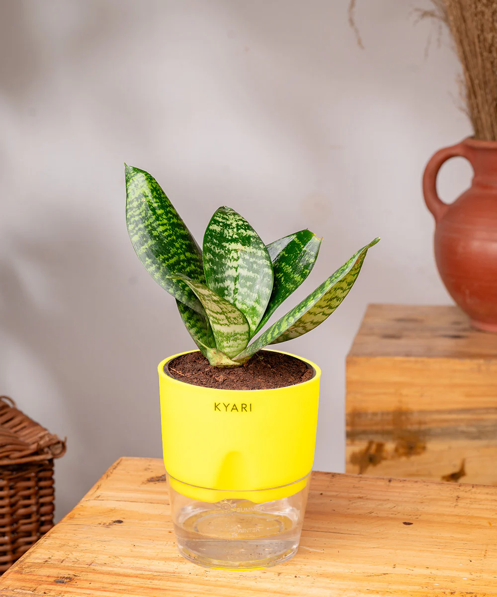 Green Snake Plant With Self Watering Pot - Image 16