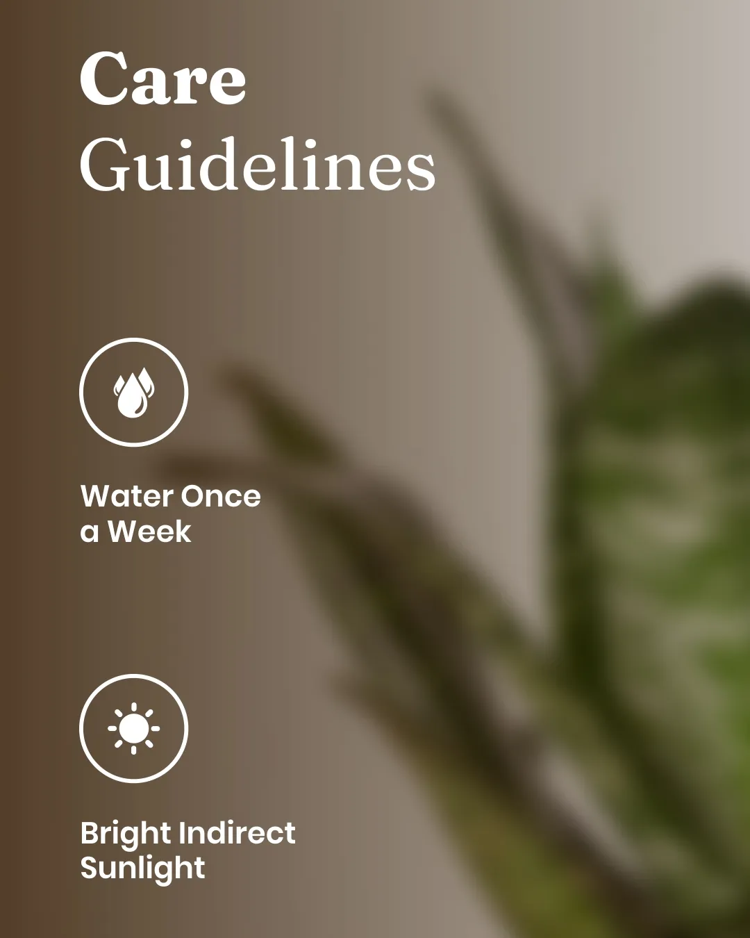 Green Snake Plant With Self Watering Pot - Image 66