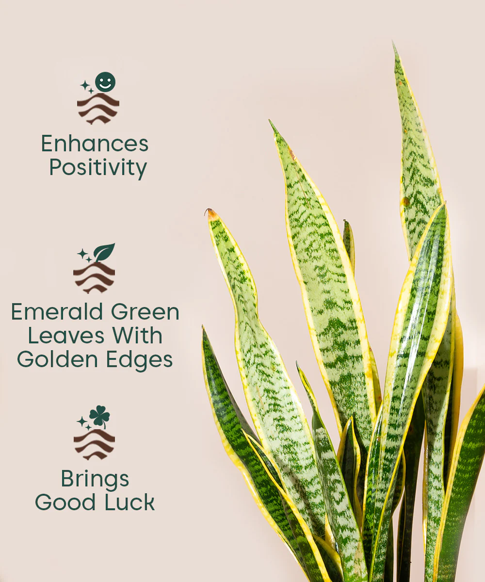Sansevieria Zeylencia Golden with Arbor Metal Planter - Image 12