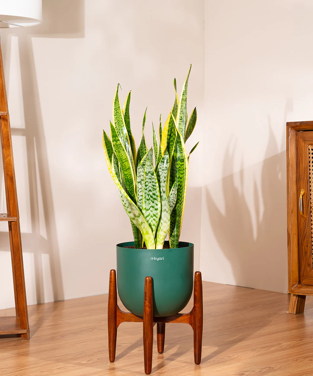 Sansevieria Zeylencia Golden with Arbor Metal Planter - Image 15