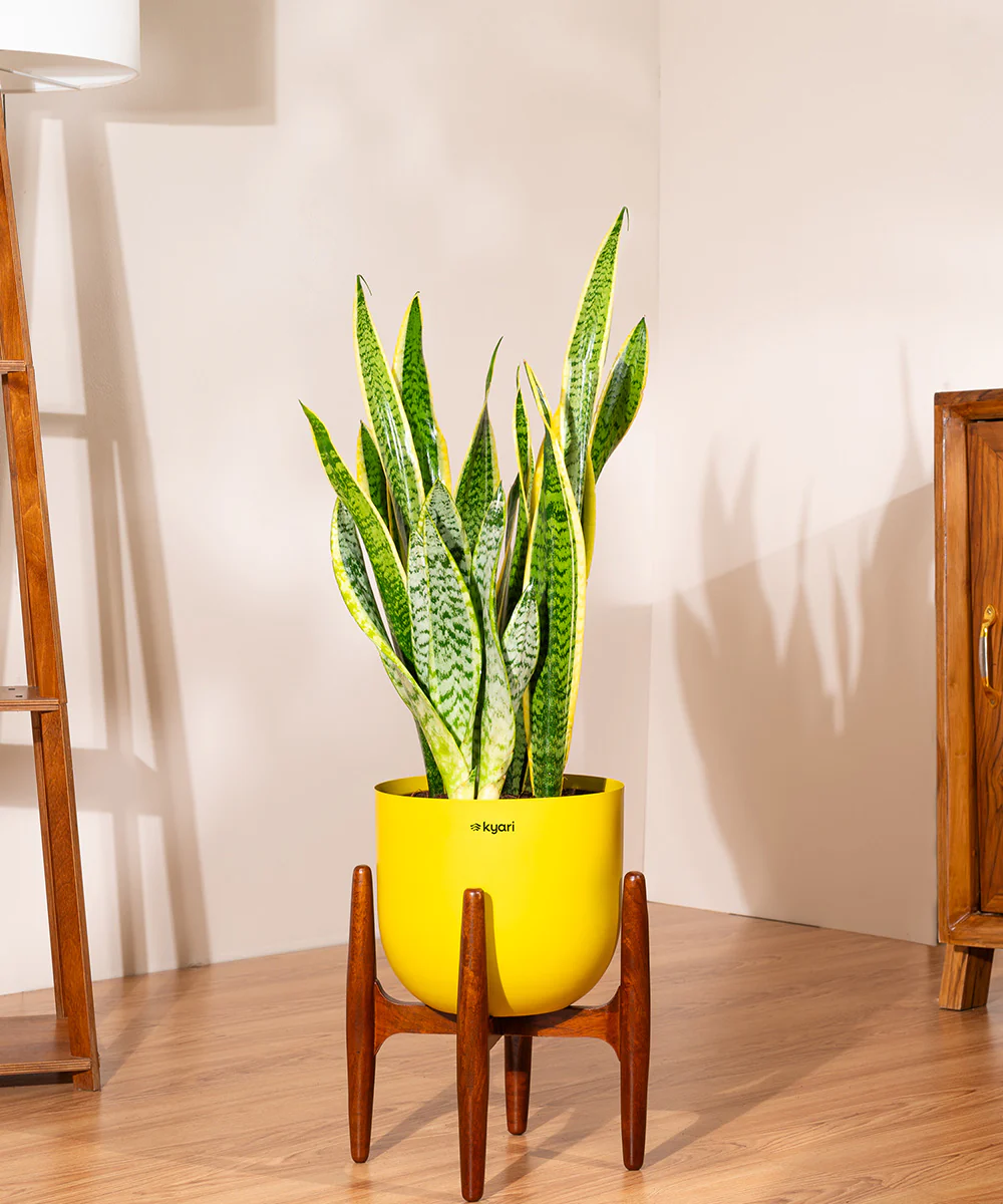 Sansevieria Zeylencia Golden with Arbor Metal Planter - Image 31