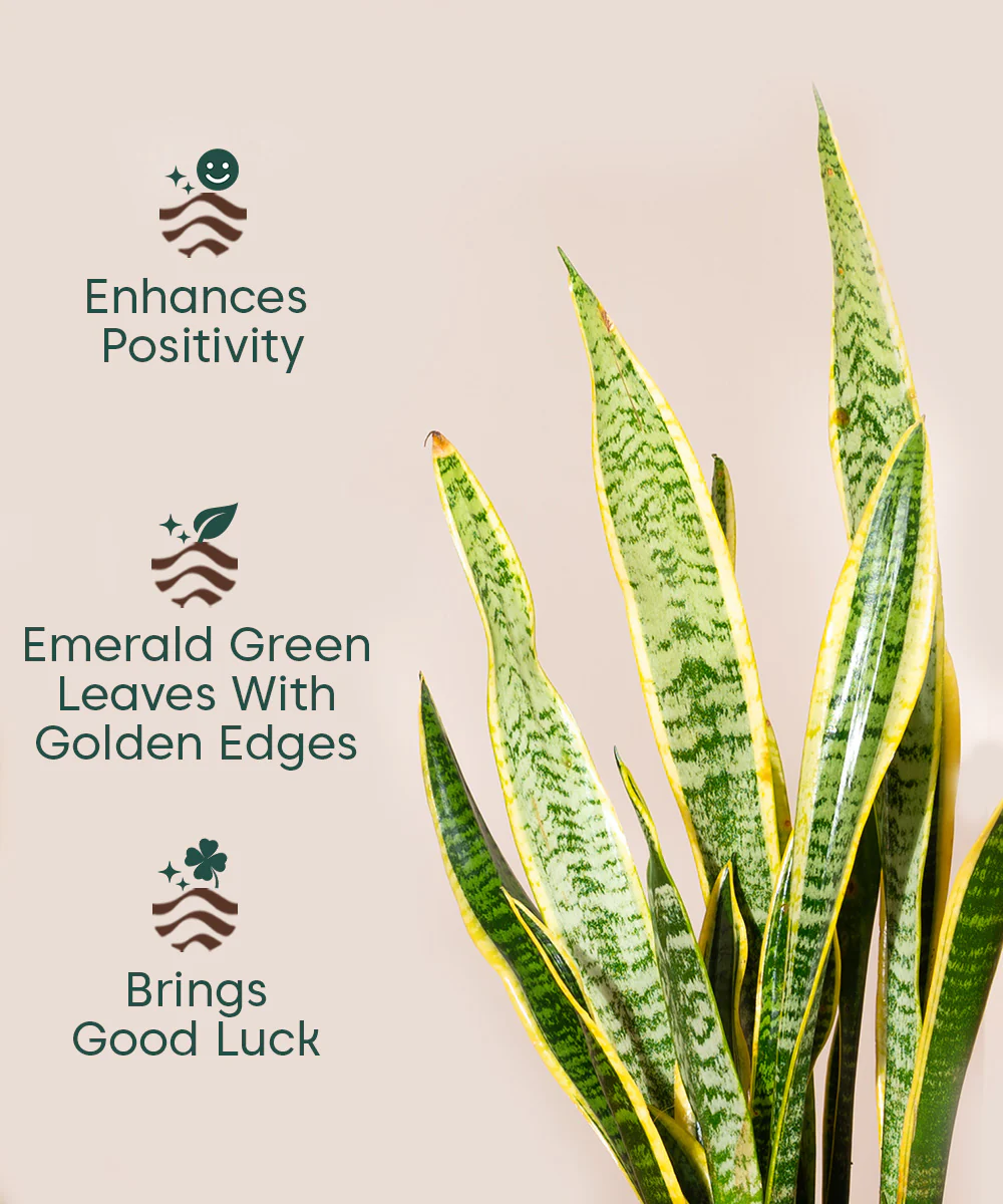 Sansevieria Zeylencia Golden with Arbor Metal Planter - Image 33