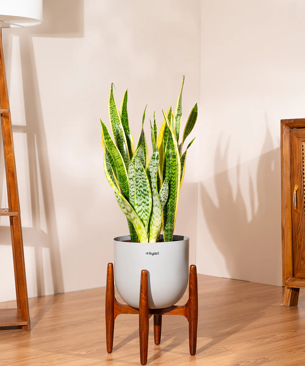 Sansevieria Zeylencia Golden with Arbor Metal Planter - Image 7