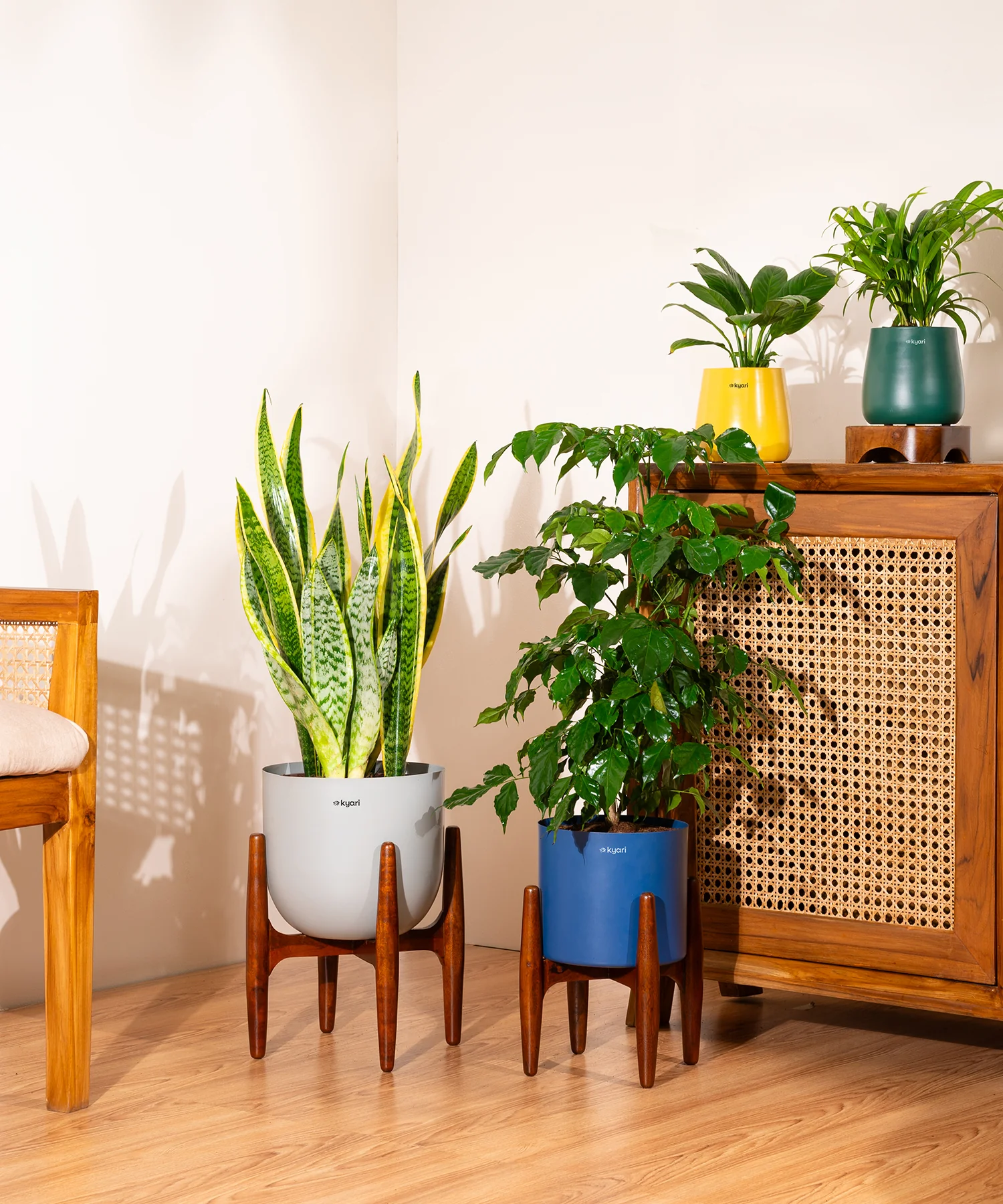 Sansevieria Zeylencia Golden with Arbor Metal Planter - Image 9