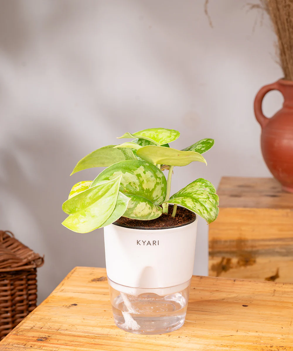 Satin Money Plant With Self Watering Pot - Image 10