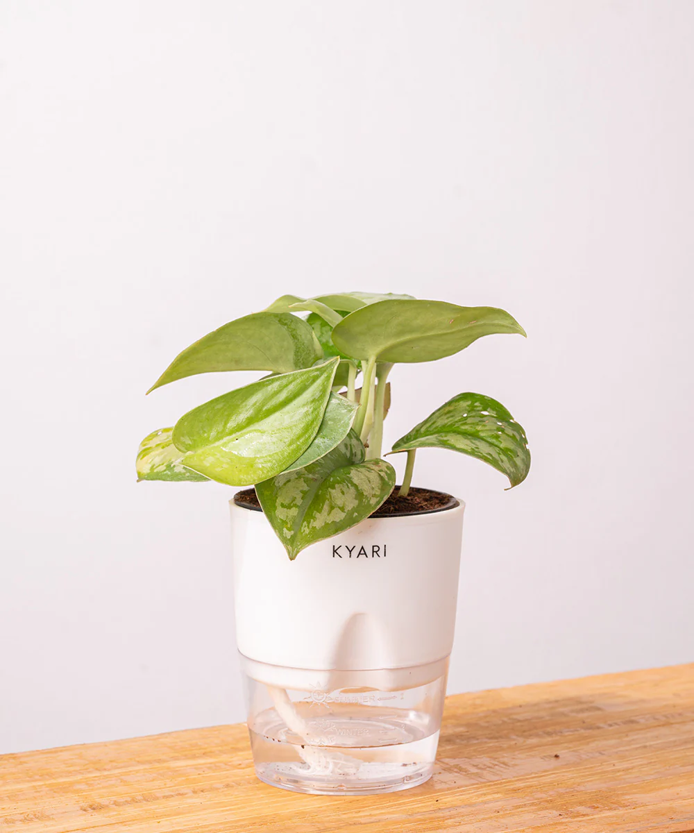 Satin Money Plant With Self Watering Pot - Image 11