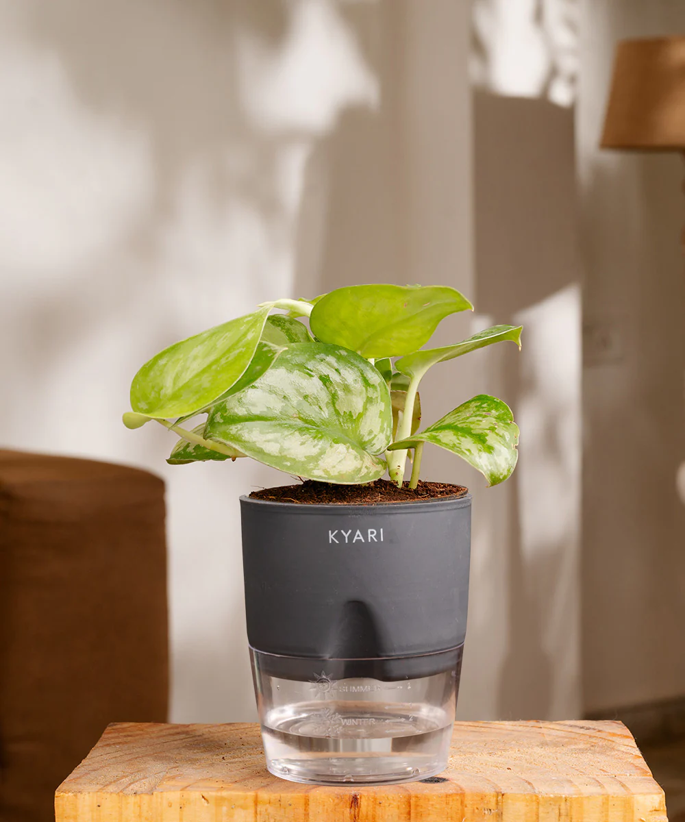 Satin Money Plant With Self Watering Pot - Image 15