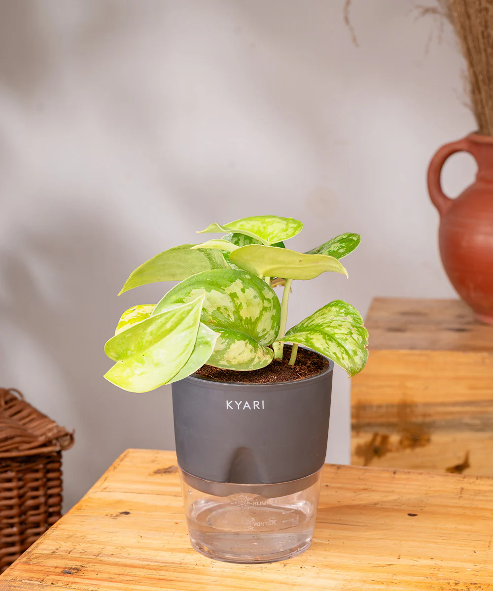 Satin Money Plant With Self Watering Pot - Image 16