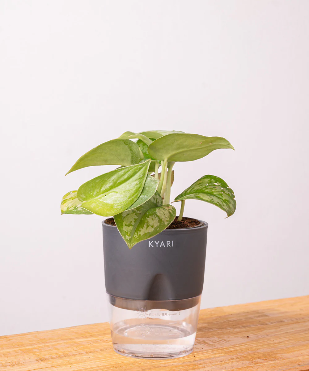 Satin Money Plant With Self Watering Pot - Image 17