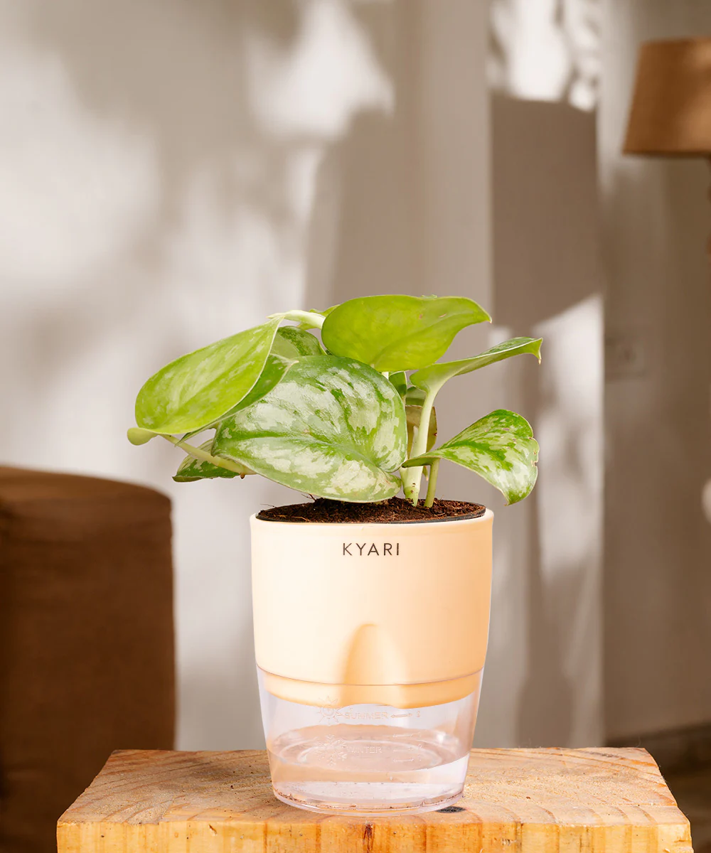 Satin Money Plant With Self Watering Pot - Image 22