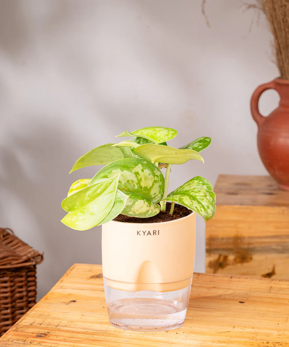 Satin Money Plant With Self Watering Pot - Image 23