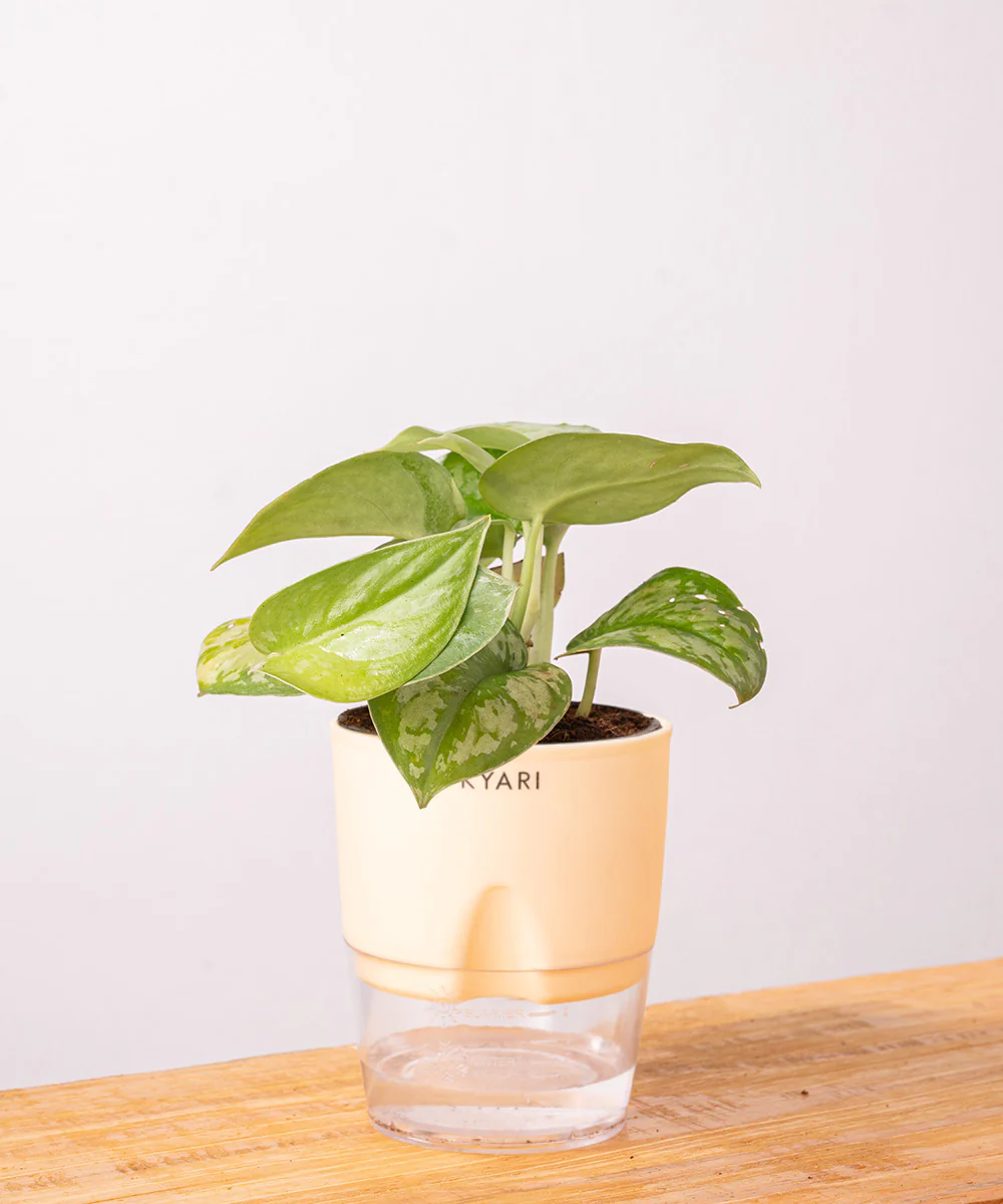 Satin Money Plant With Self Watering Pot - Image 24