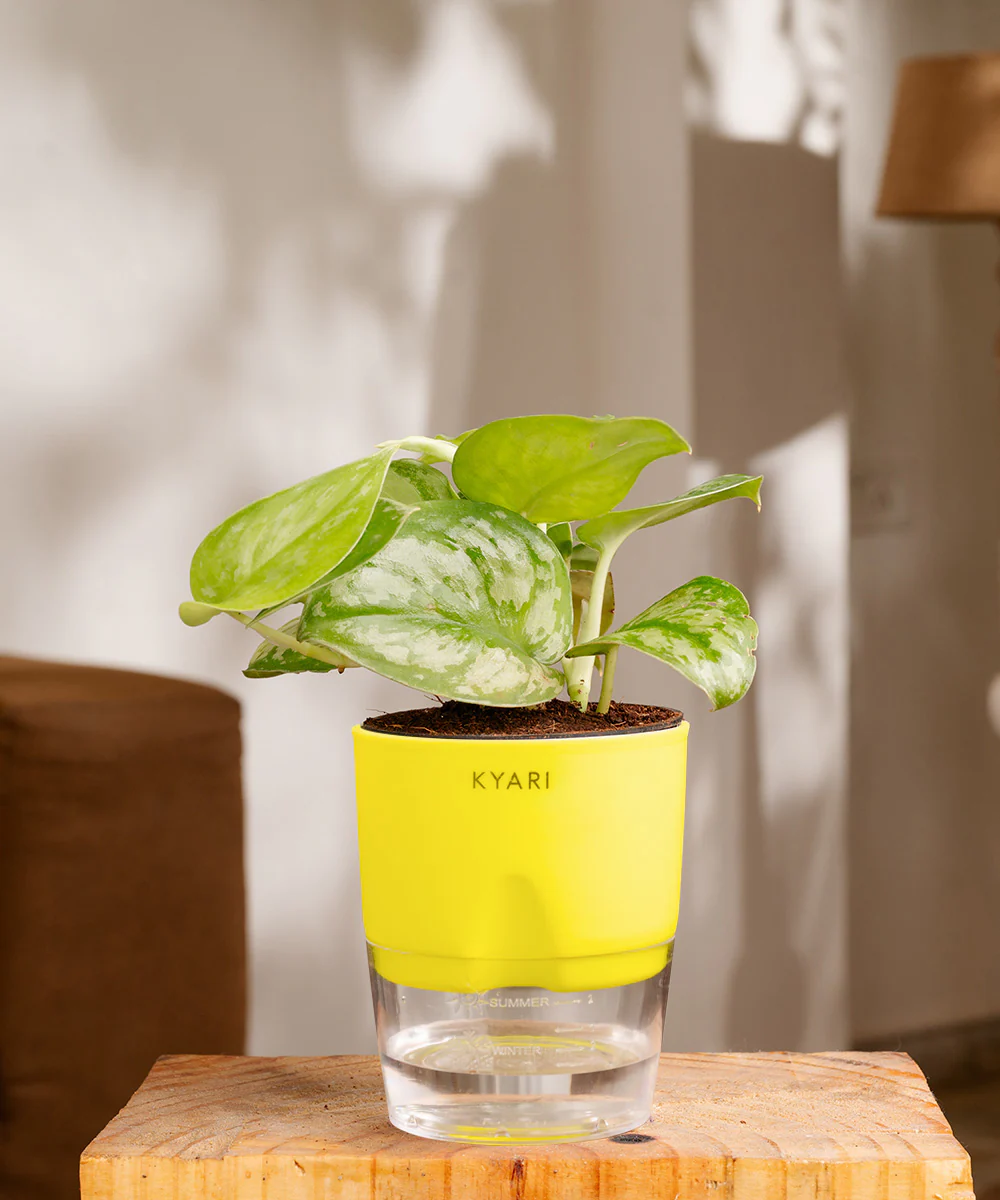 Satin Money Plant With Self Watering Pot - Image 29