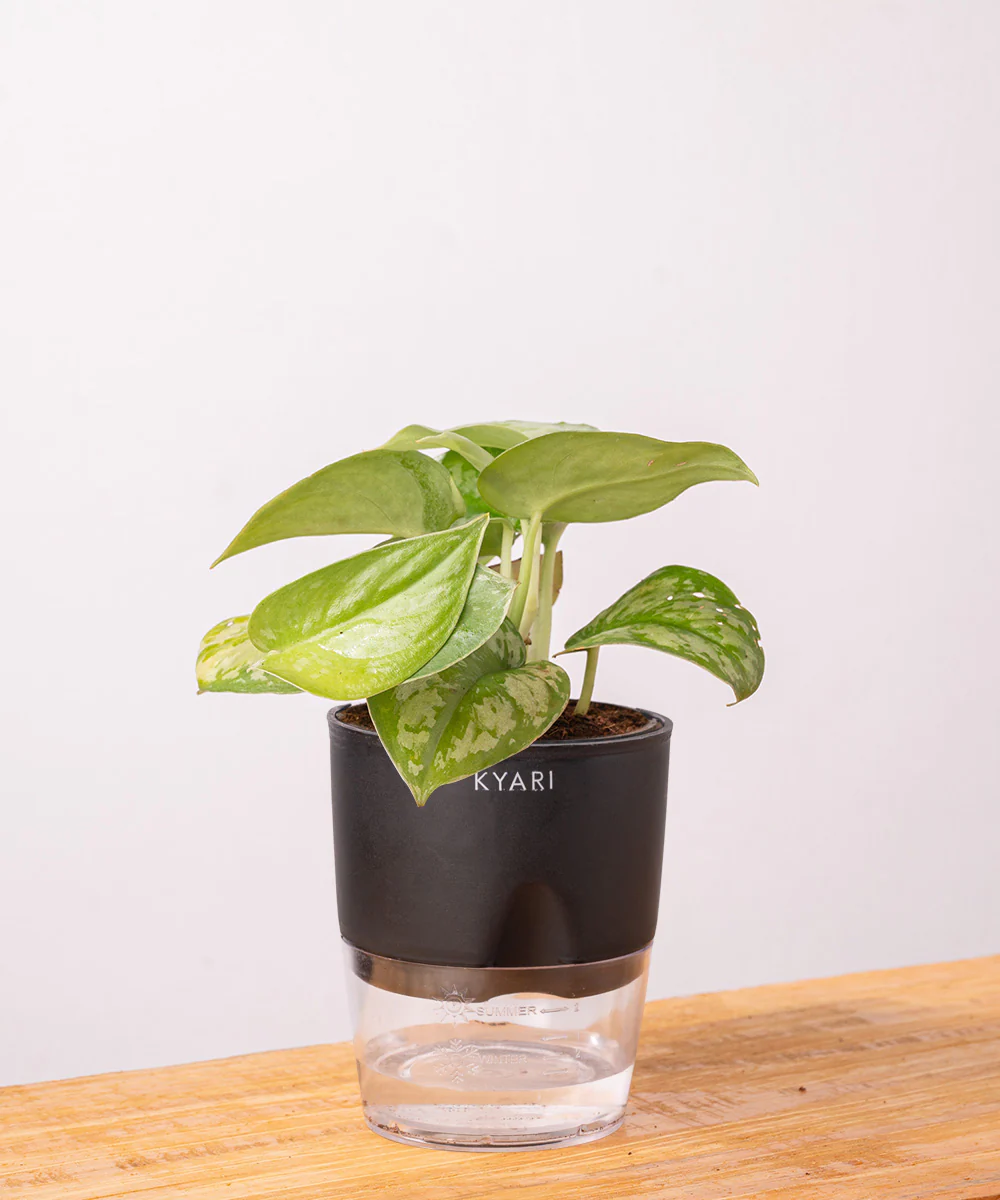 Satin Money Plant With Self Watering Pot - Image 3