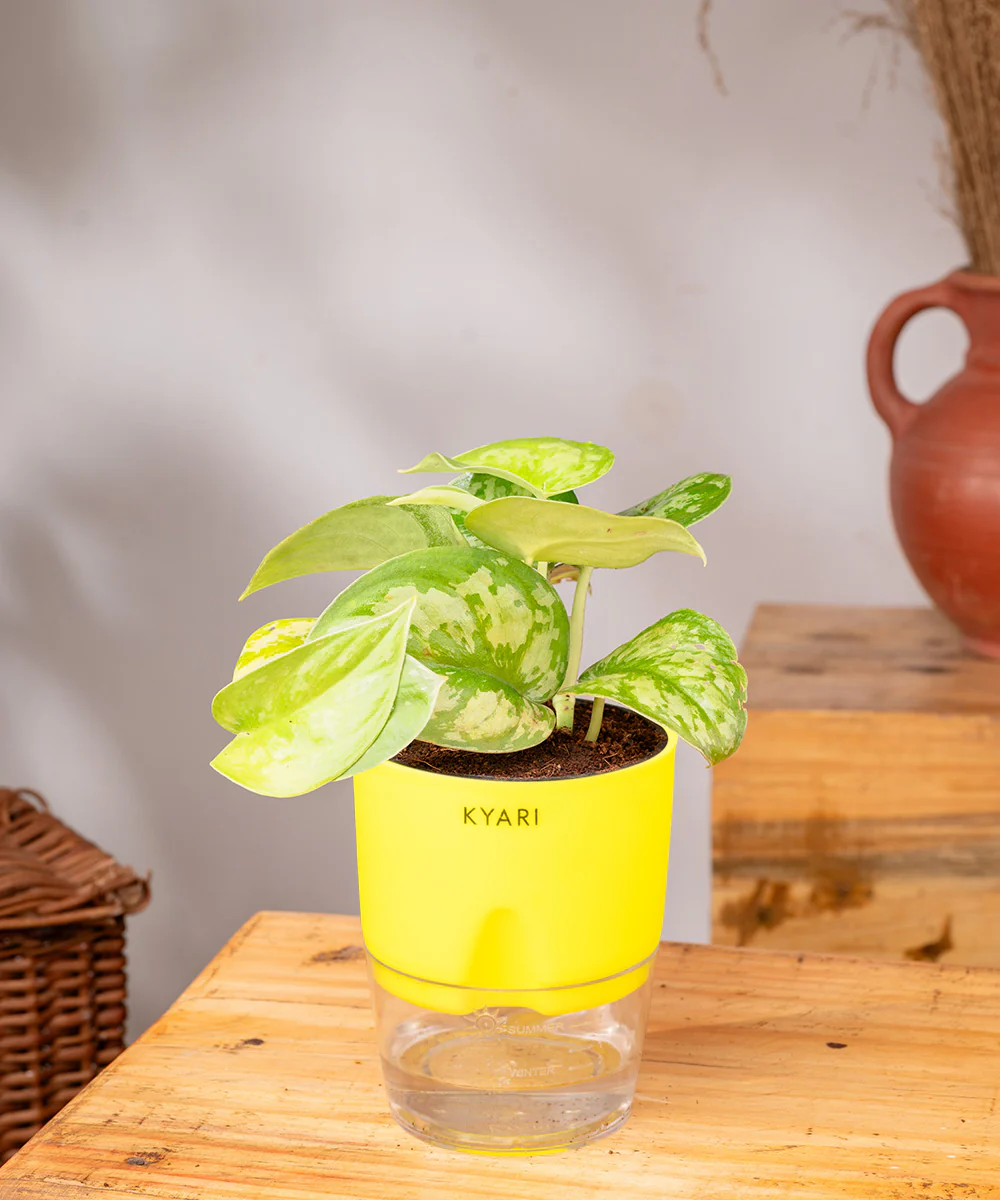 Satin Money Plant With Self Watering Pot - Image 30
