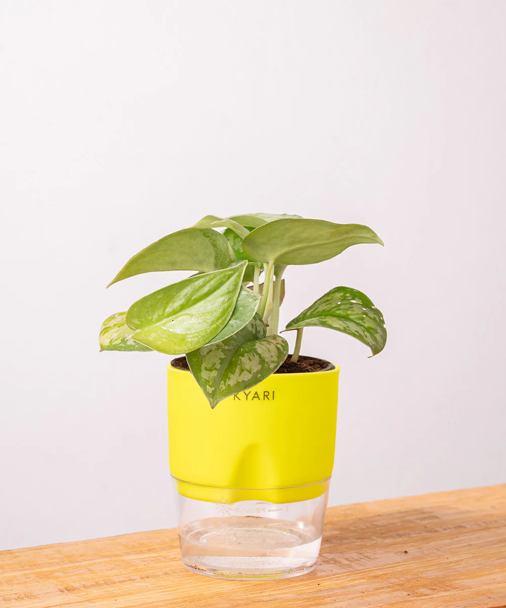 Satin Money Plant With Self Watering Pot - Image 31