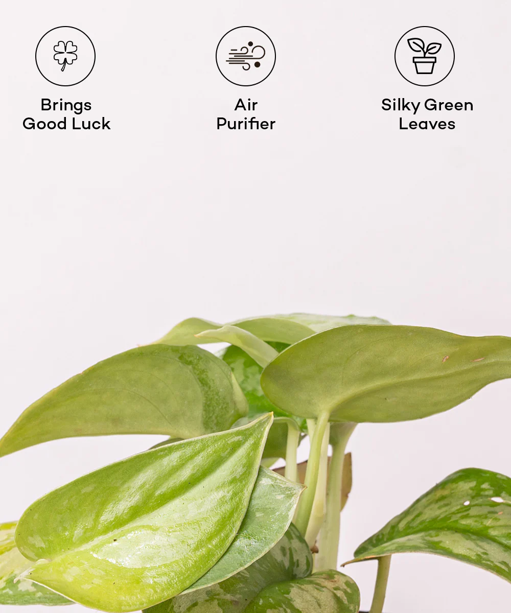 Satin Money Plant With Self Watering Pot - Image 32