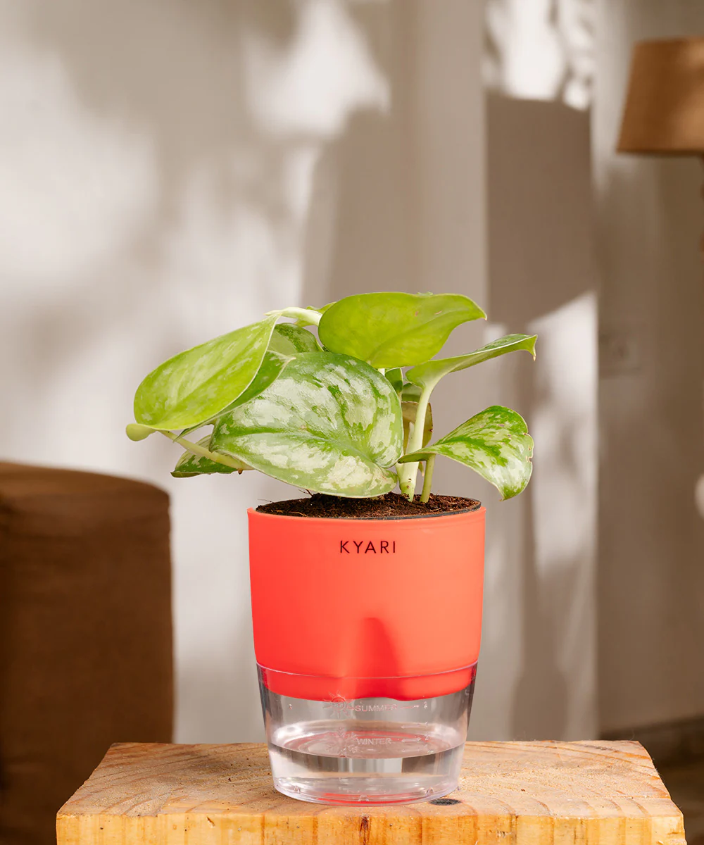 Satin Money Plant With Self Watering Pot - Image 36
