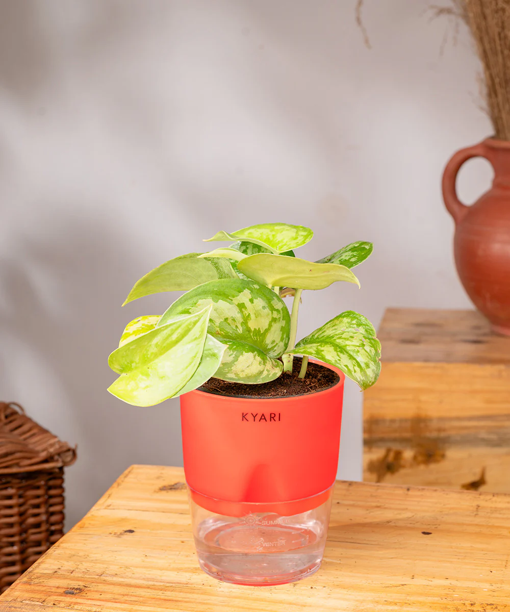 Satin Money Plant With Self Watering Pot - Image 37