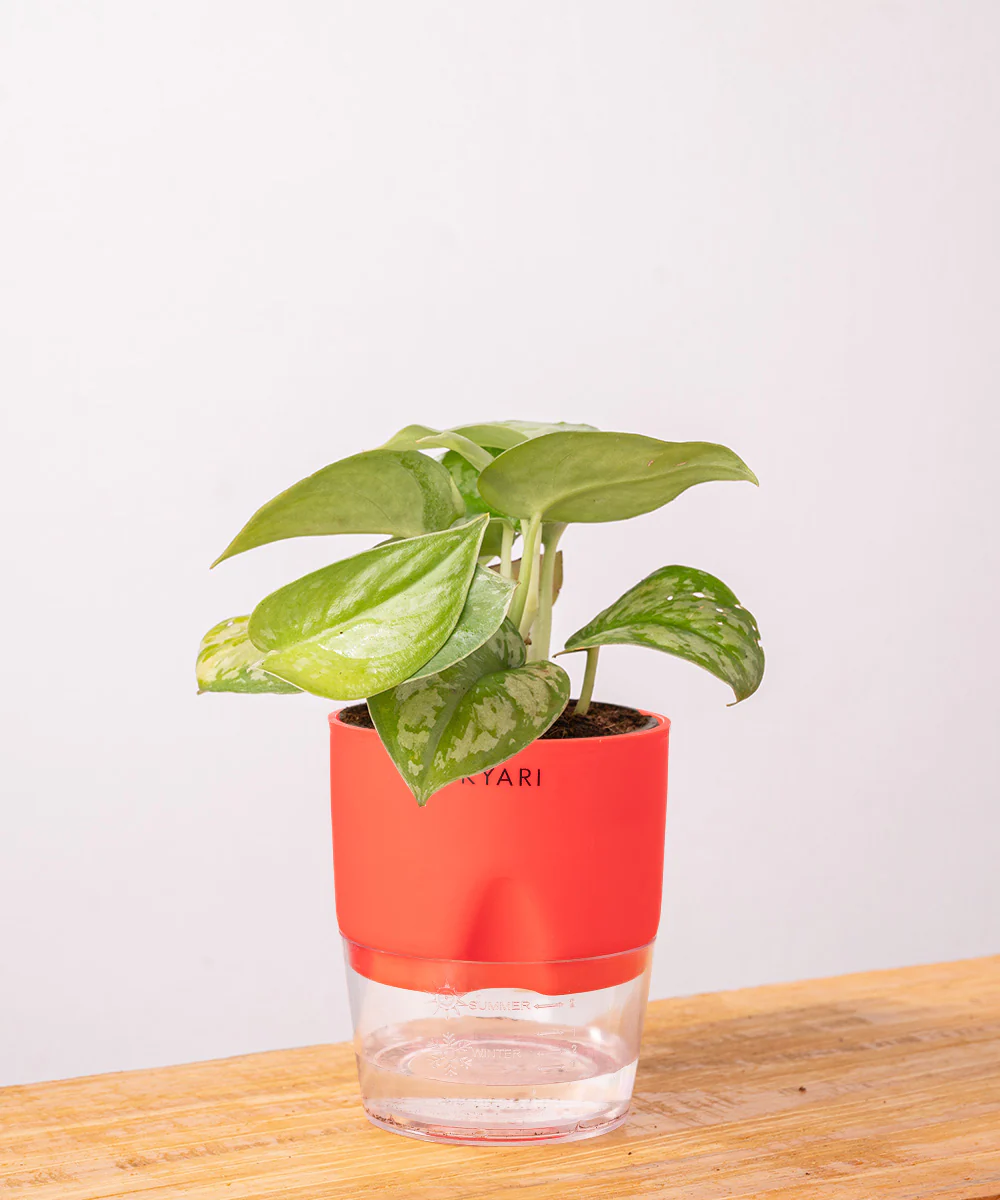 Satin Money Plant With Self Watering Pot - Image 38