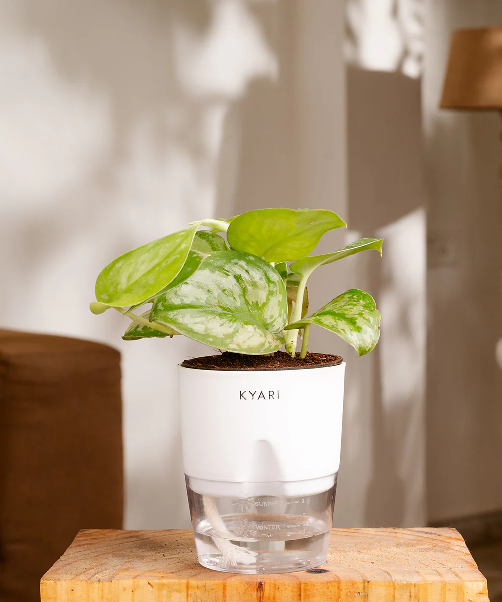 Satin Money Plant With Self Watering Pot - Image 9