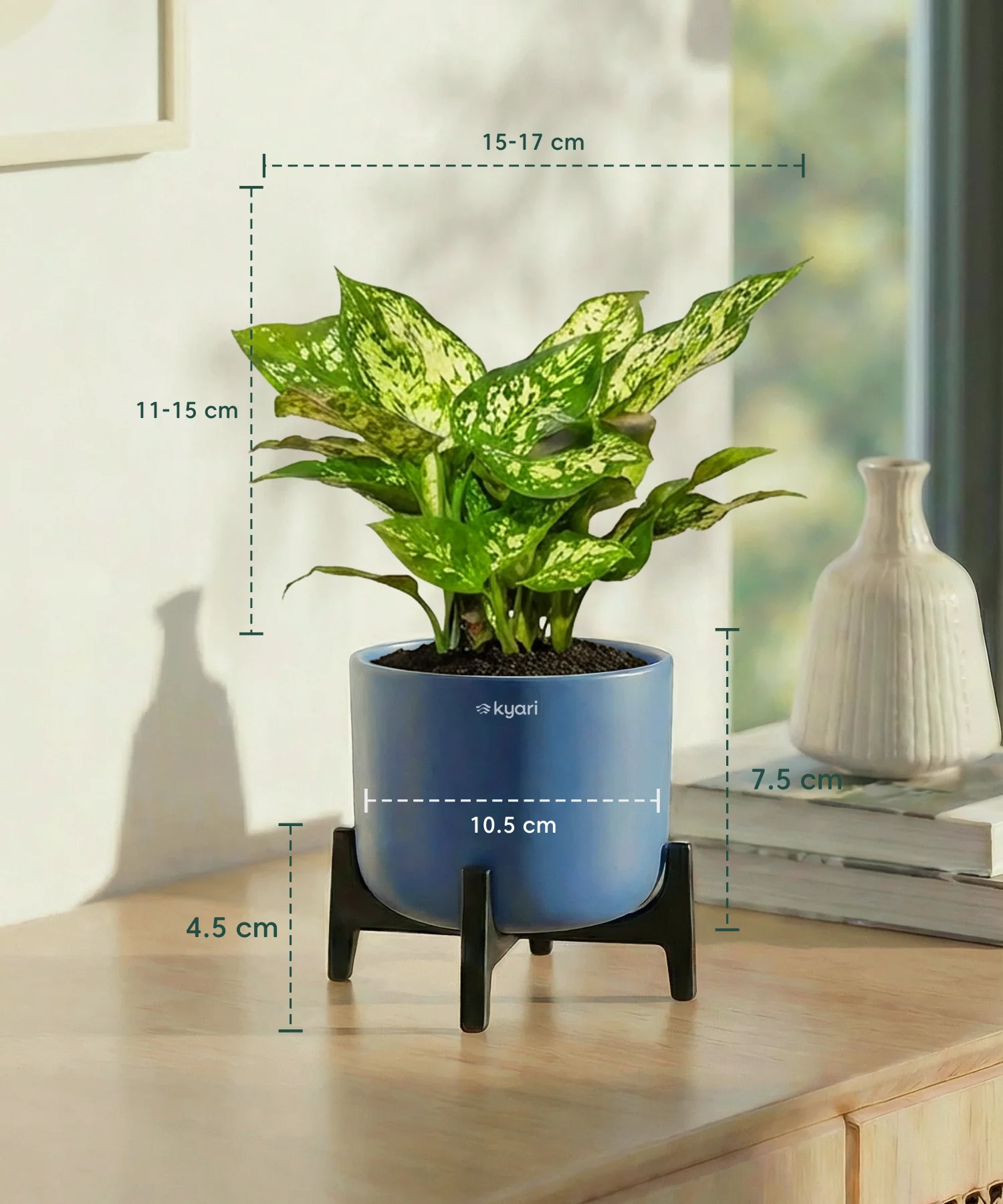 Snow White Plant with Aira Pot - Image 10