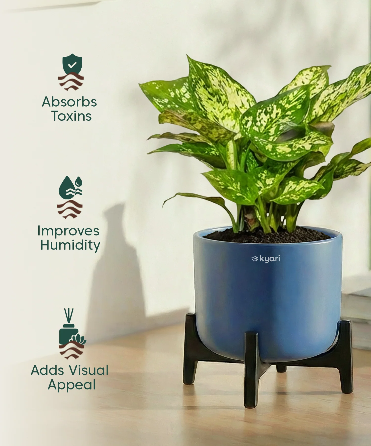 Snow White Plant with Aira Pot - Image 11