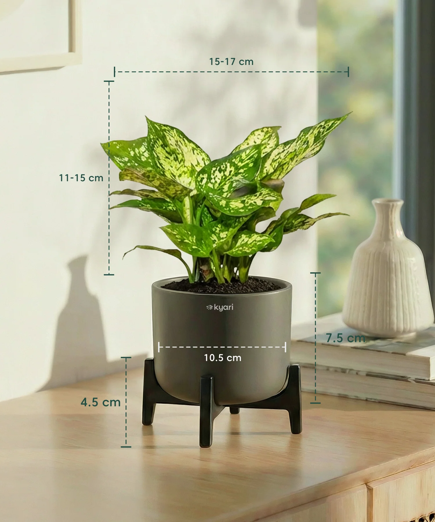 Snow White Plant with Aira Pot - Image 14