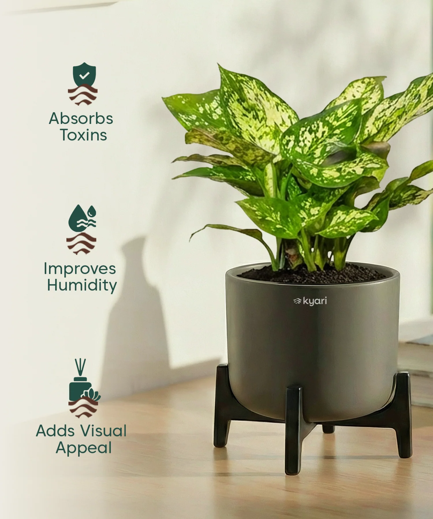 Snow White Plant with Aira Pot - Image 15
