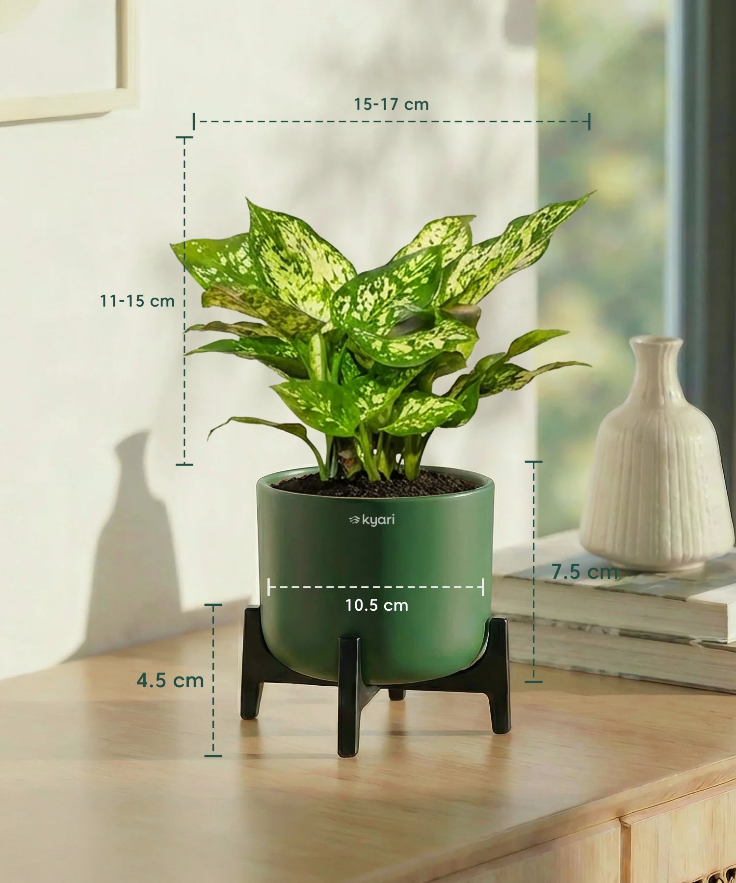 Snow White Plant with Aira Pot - Image 18