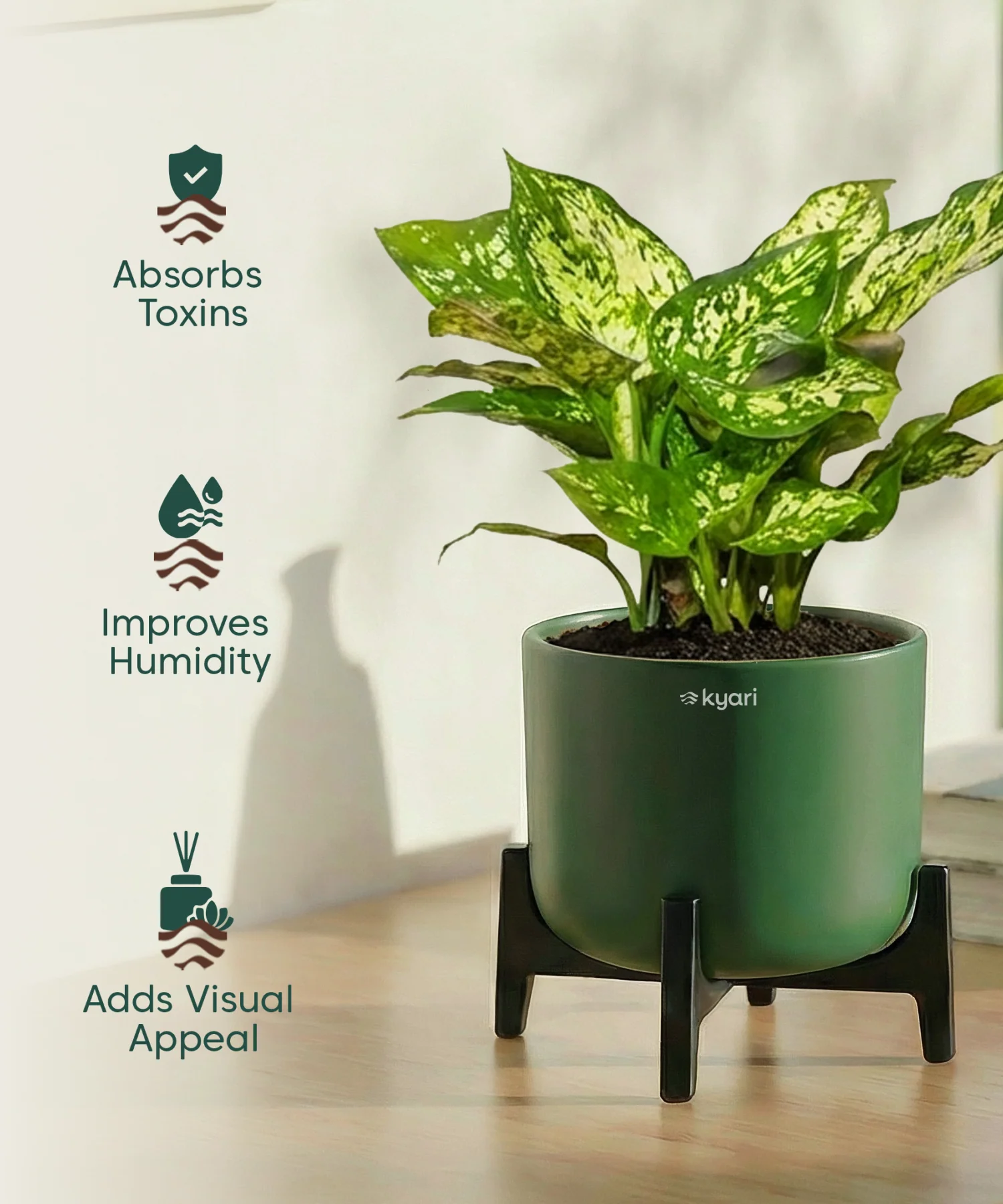 Snow White Plant with Aira Pot - Image 19