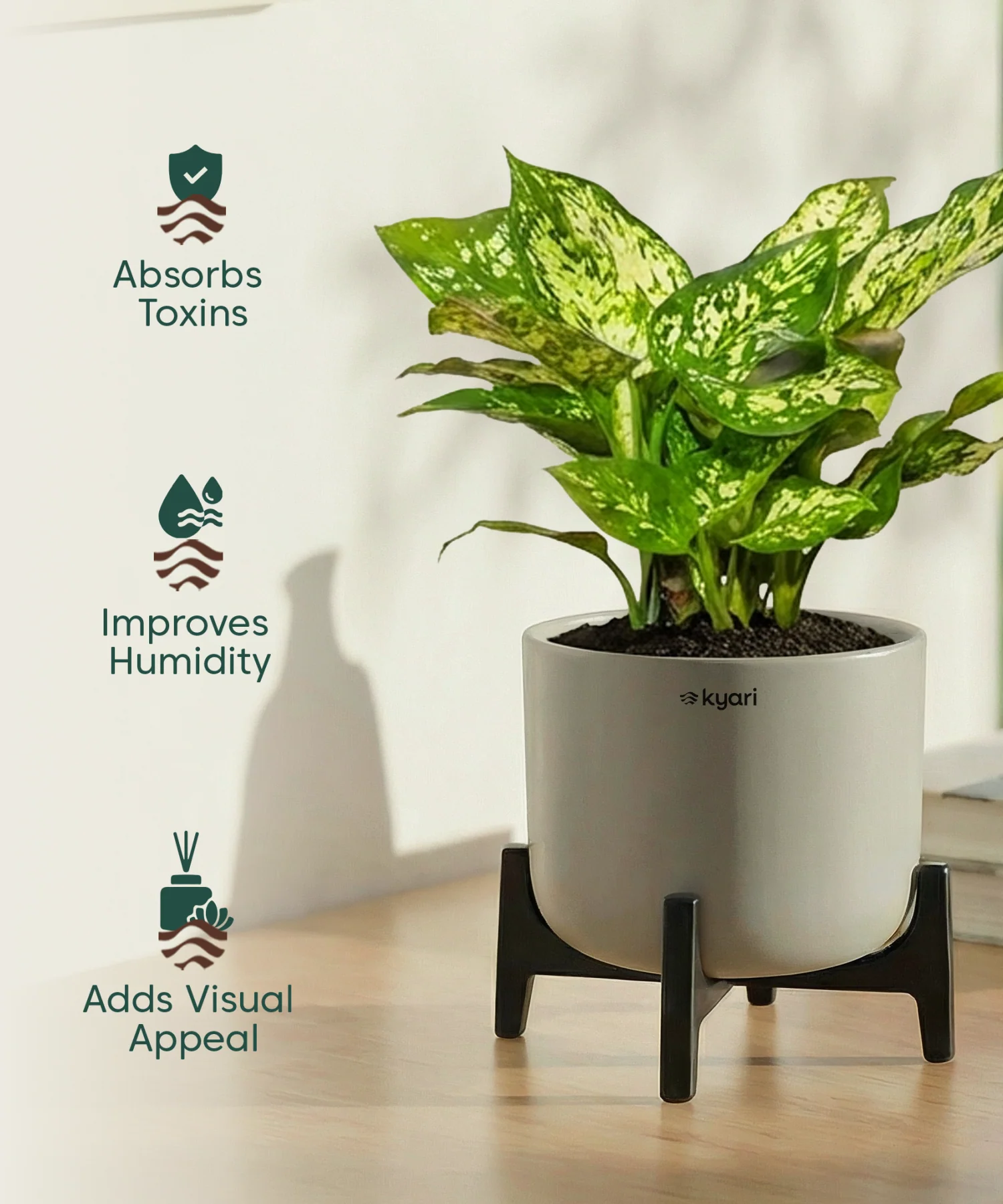 Snow White Plant with Aira Pot - Image 3