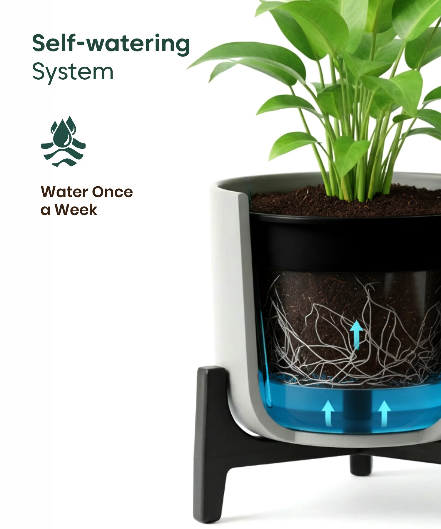 Snow White Plant with Aira Pot - Image 5
