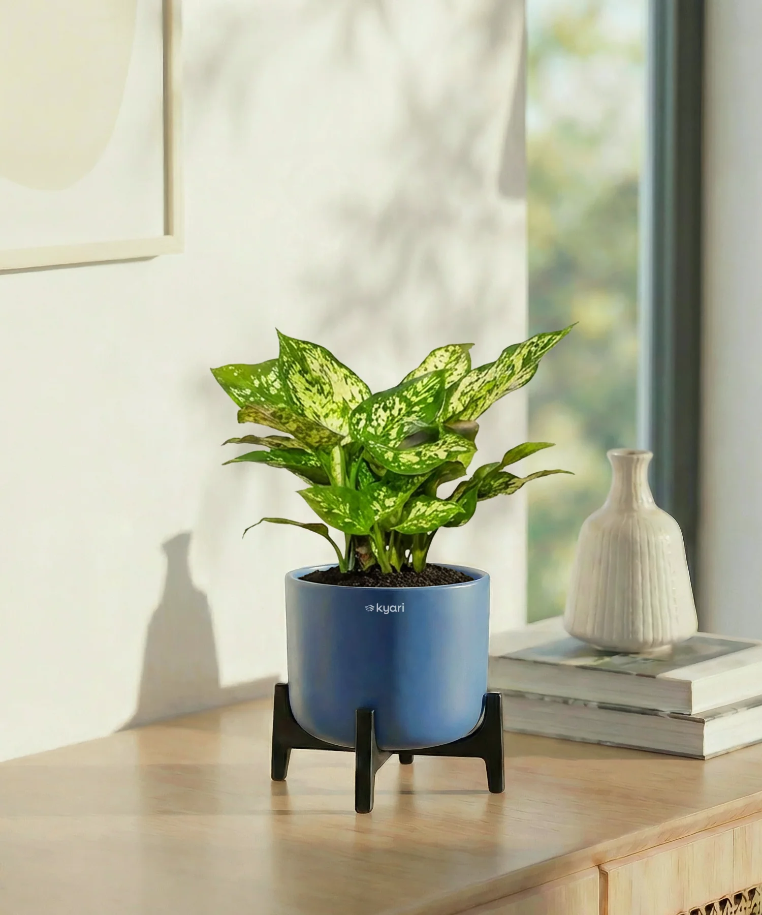 Snow White Plant with Aira Pot - Image 6