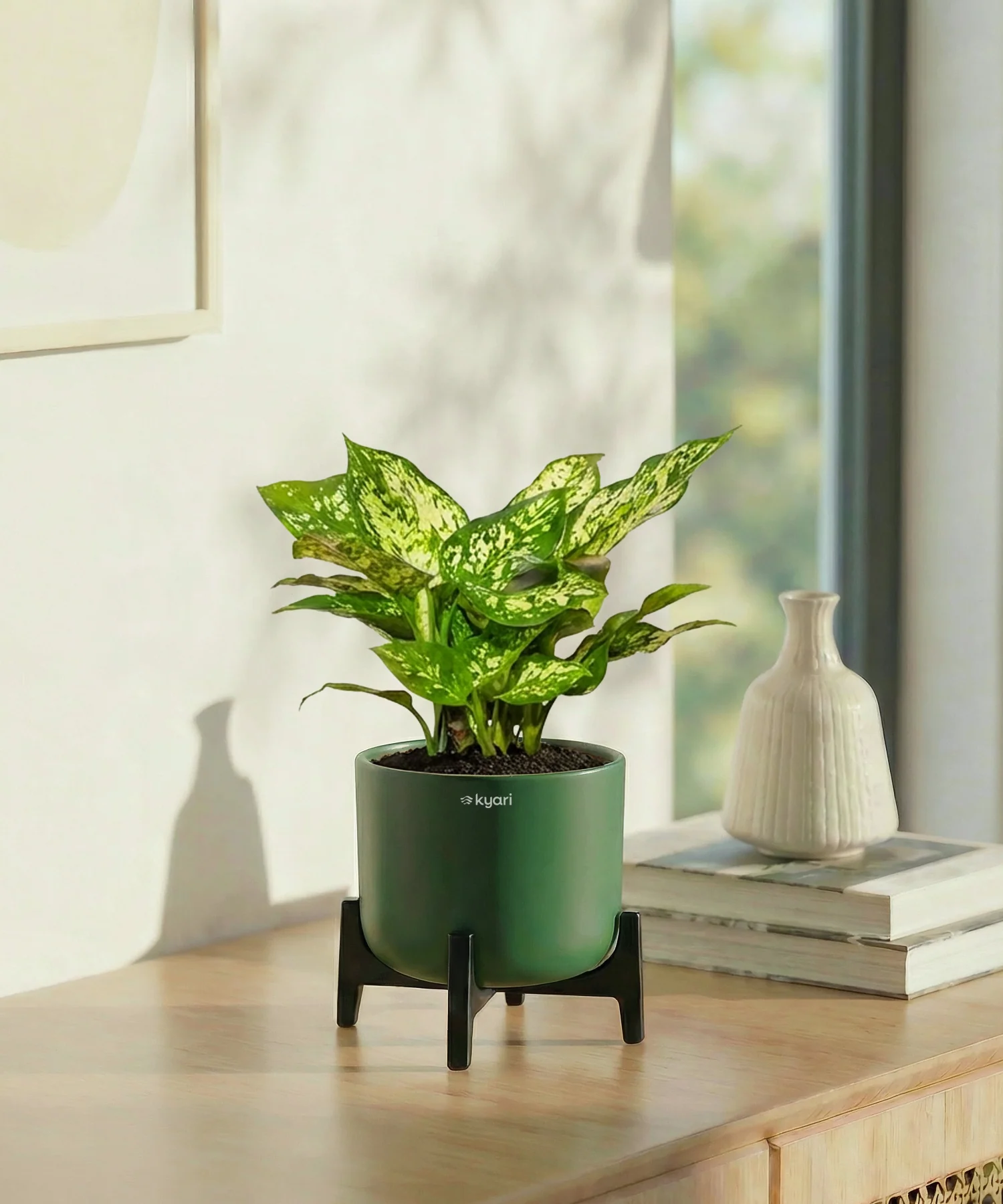 Snow White Plant with Aira Pot - Image 7