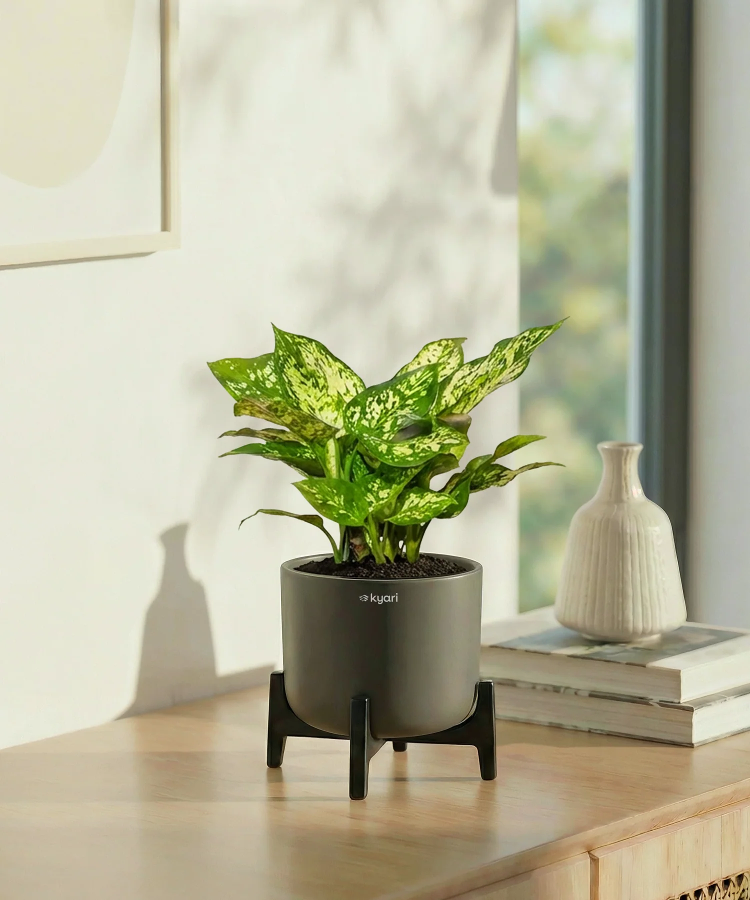 Snow White Plant with Aira Pot - Image 8