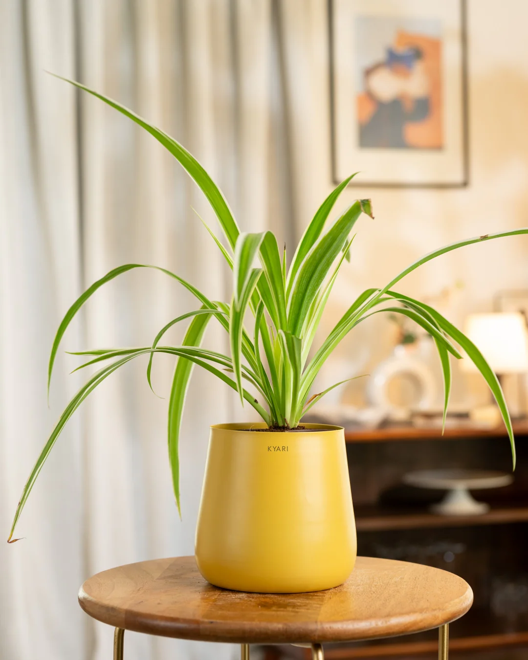 Spider Plant with Medium Self Watering Pot - BYOB - Image 14