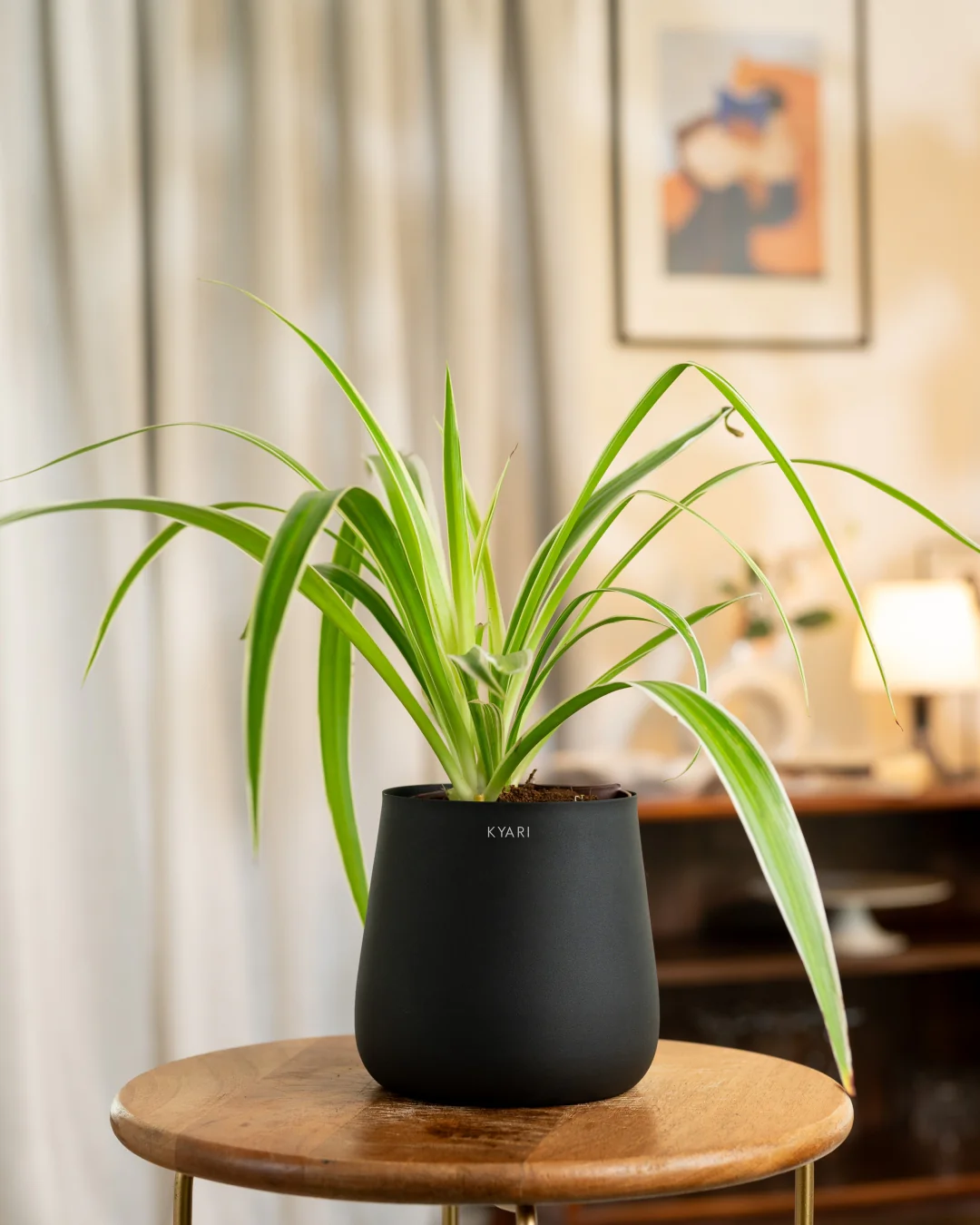 Spider Plant with Medium Self Watering Pot - BYOB - Image 20