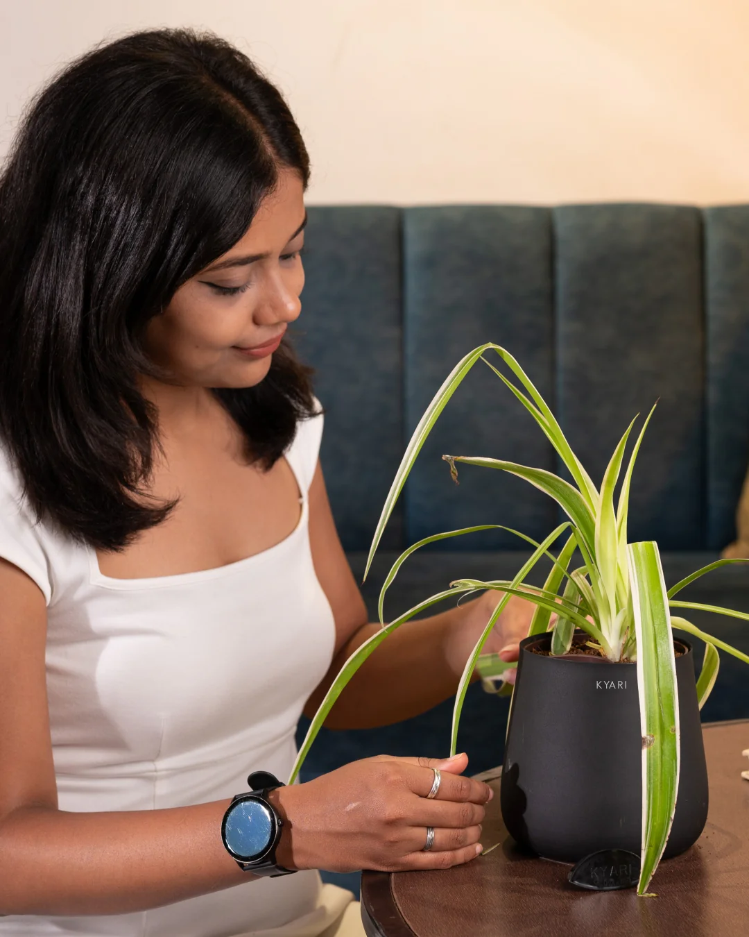 Spider Plant with Medium Self Watering Pot - BYOB - Image 22